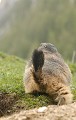 <center>Elle n'a qu'une envie : quitter cet abri provisoire pour se réfugier dans son terrier principal; il lui faut peu de temps pour se décider...<br> Ciao, la belle ! Marmotte de dos, elle s'éloigne. Alpes 